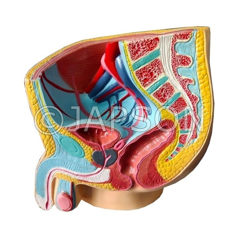 Model, Reproductive System, Male Model, Reproductive System, Male